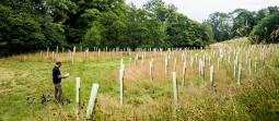 image showing tree planting programme and person looking at planting plan